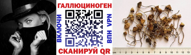Галлюциногенные грибы Psilocybe  Искитим 